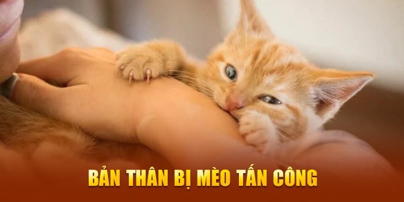 Bản thân bị mèo tấn công 