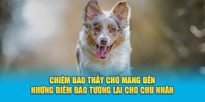 Chiêm bao thấy chó mang đến những điềm báo tương lai cho chủ nhân