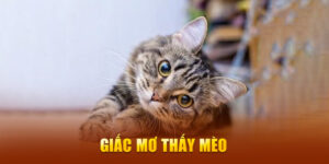 mơ thấy mèo