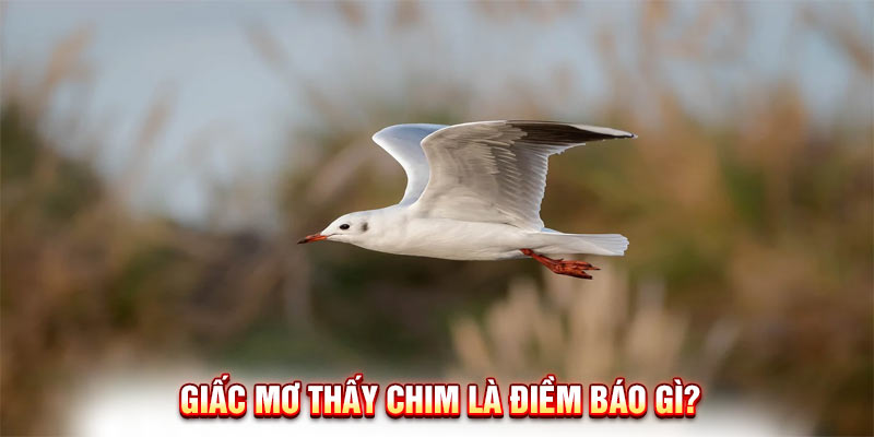 Giải Mã Giấc Mơ Thấy Chim Và Con Số May Mắn